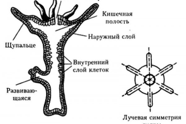 Как пополнить баланс на кракене